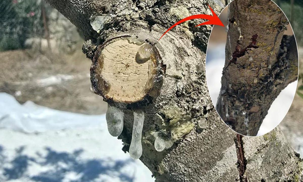 11 yıllık sabır meyvesini verdi! Kilosunu 35 bin liradan satıyorlar