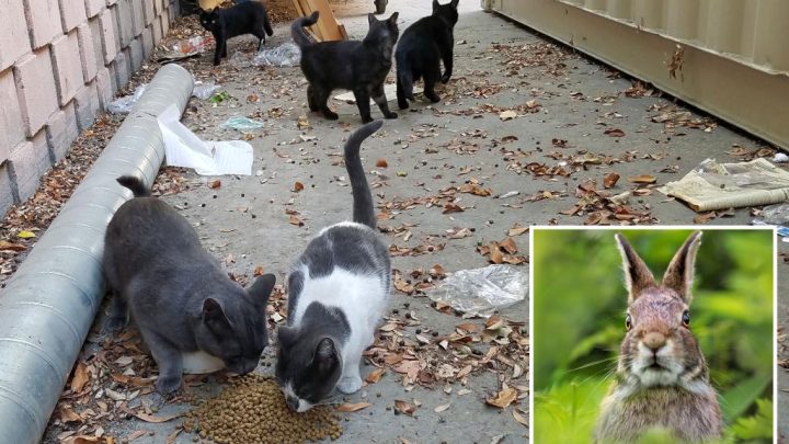 California city bans feeding stray cats to save endangered rabbit