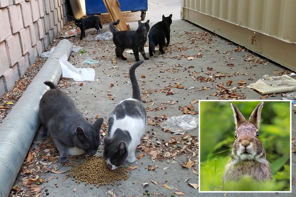 California city bans feeding stray cats to save endangered rabbit
