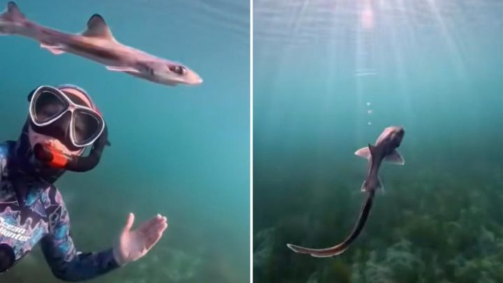 Curious baby shark swims alongside diver in unforgettable encounter: video