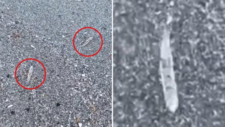 Mysterious clear ‘jumping sticks’ spotted in waters along Florida’s Space Coast baffle beachgoers