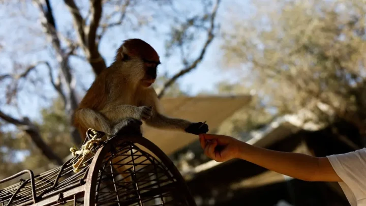 At a Gaza zoo, war takes its toll on the animals