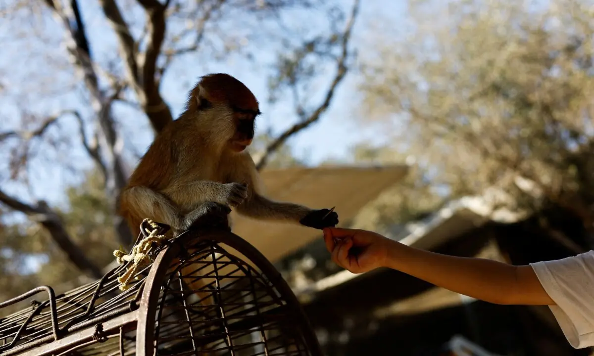 At a Gaza zoo, war takes its toll on the animals