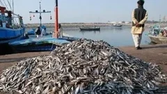 National fisheries policy being prepared to unlock $10bn potential: minister