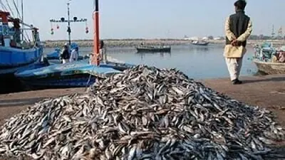 National fisheries policy being prepared to unlock $10bn potential: minister