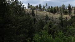 Trump administration moves to end rule protecting swaths of forest land
