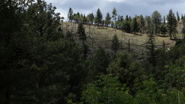Trump administration moves to end rule protecting swaths of forest land