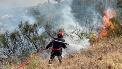 At least 12 dead, 54 injured as wildfires ravage northeastern Algeria