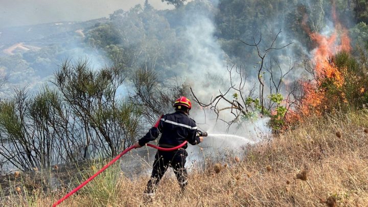 At least 12 dead, 54 injured as wildfires ravage northeastern Algeria