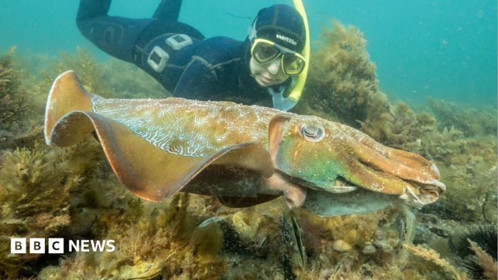 Australia usually hosts the world's biggest cuttlefish mating event – not this year