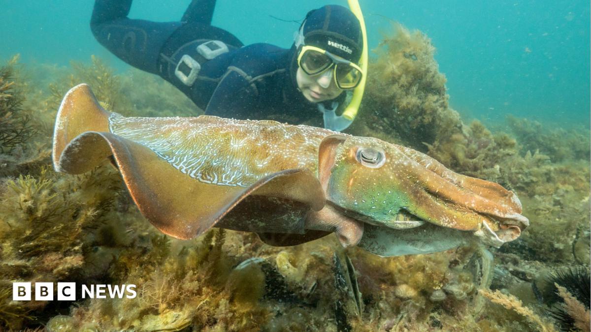 Australia usually hosts the world's biggest cuttlefish mating event - not this year