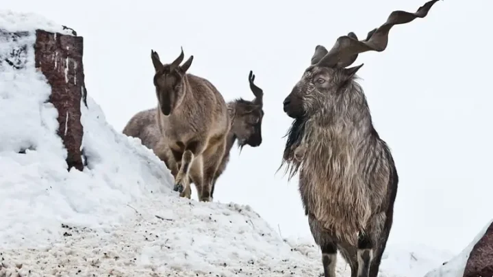 GB to auction hunting permits for 3 markhors, 14 blue sheep, 100 ibexes