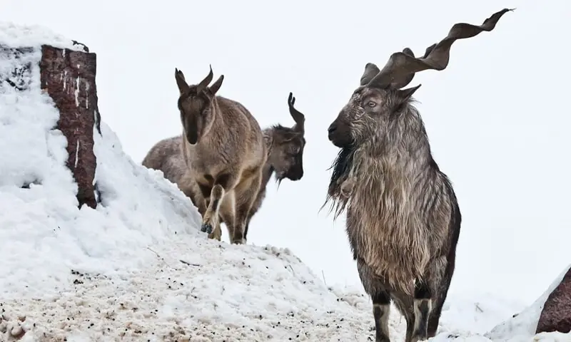 GB to auction hunting permits for 3 markhors, 14 blue sheep, 100 ibexes