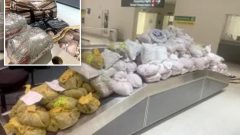 NY men busted at Maryland airport for hauling roughly 850 pounds of khat on flight from London