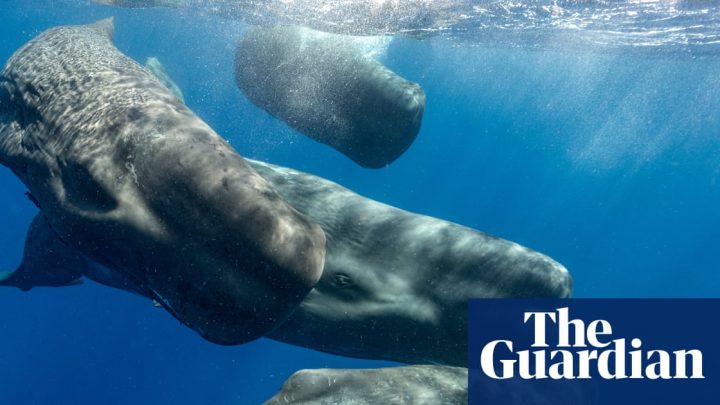 How decoding beluga whales’ chitchat may save them – and teach us more about ourselves