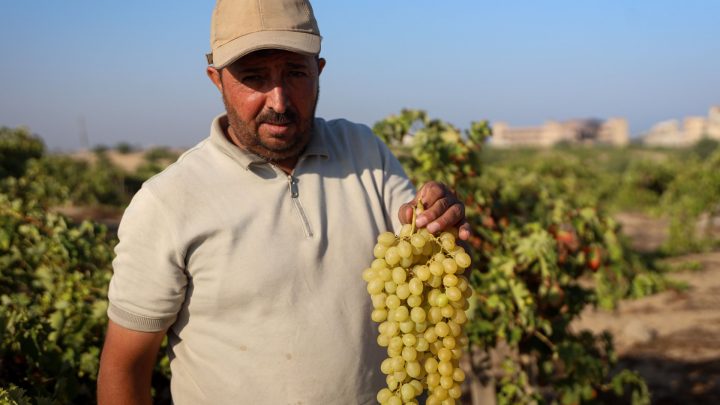 Gaza farmer returns to the grapevines he couldn’t bear to abandon