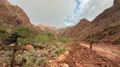 Dozens evacuated from Grand Canyon after flash flood hits creek leading to the Colorado River