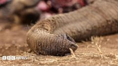 Four arrested over suspected poisoning of elephants in Kenya