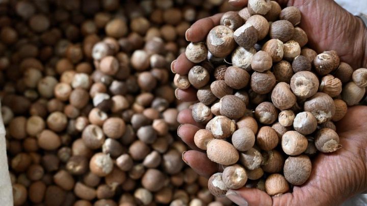DRI uncovers illegal use of SAFTA agreement in arecanut imports to India