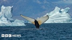 Giant whales move into Greenland waters as ice disappearsMelting sea ice from climate change has opened up the region for giant whales to undertake 'feeding frenzies'.36 mins agoClimate