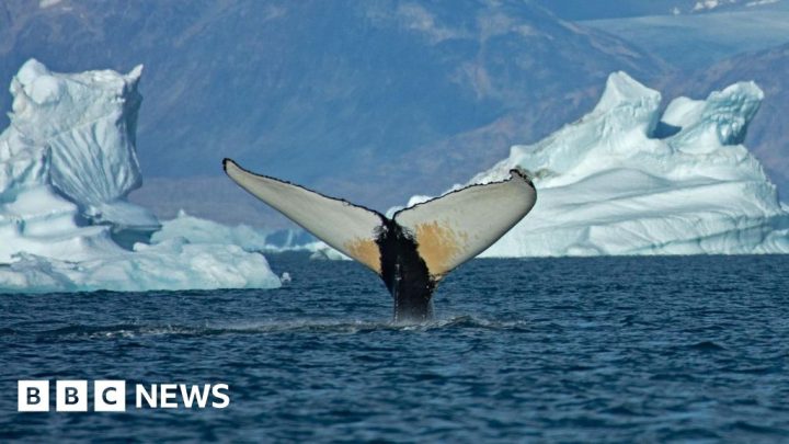 Giant whales move into Greenland waters as ice disappearsMelting sea ice from climate change has opened up the region for giant whales to undertake 'feeding frenzies'.36 mins agoClimate