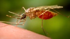 German airport workers die from malaria caught from plane-riding mosquito