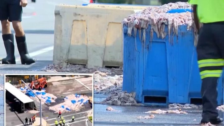 20 tons of slimy squid spill on Rhode Island roadway — blanketing area in foul odor