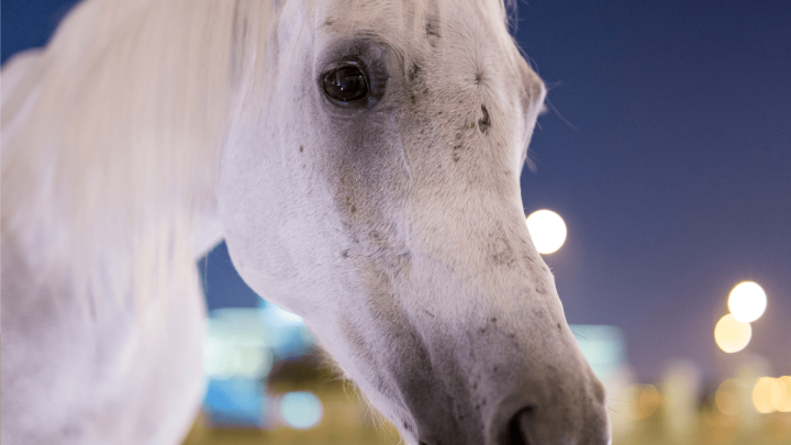 California Tried to Stop Selling Genetically Engineered 'Unicorns'
