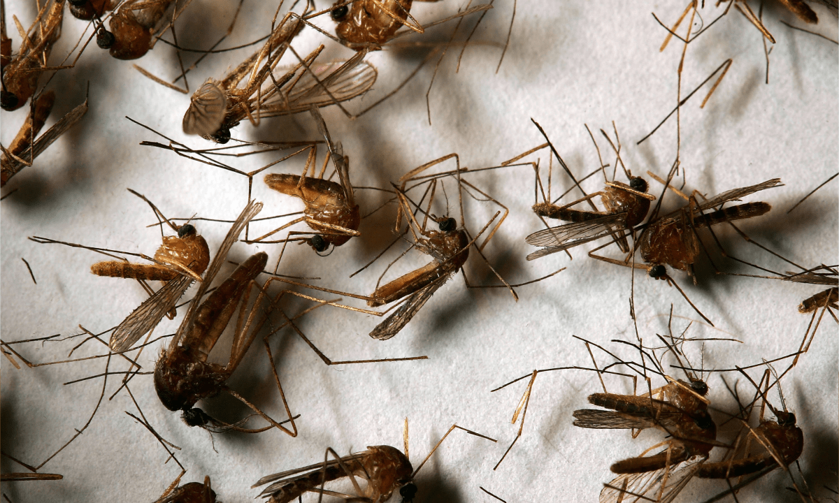 West Nile Virus Symptoms Explained As NYC Reports New Case