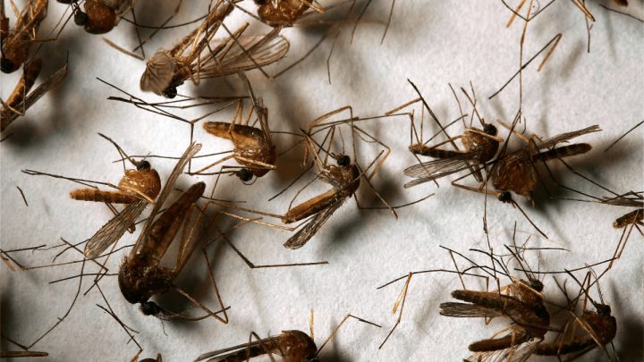 West Nile Virus Symptoms Explained As NYC Reports New Case
