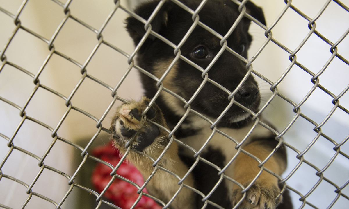 Thousands of Dogs, Cats at Risk of Euthanasia Over Screwworm Threat