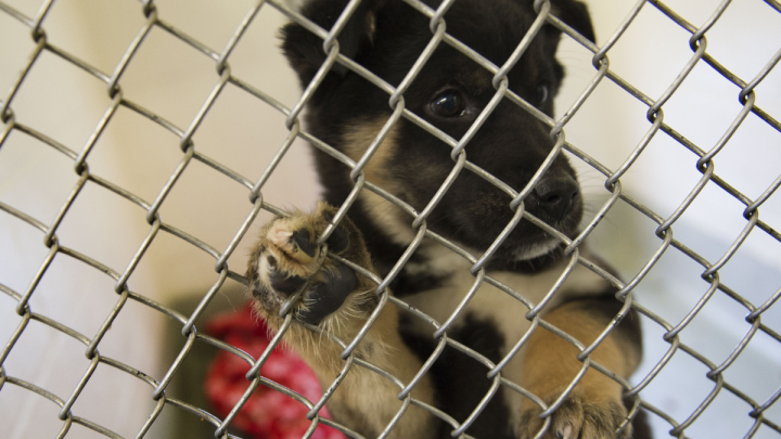Thousands of Dogs, Cats at Risk of Euthanasia Over Screwworm Threat