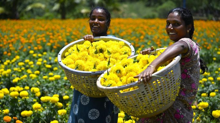 Onam festive rush triggers surge in flower prices in Keralam