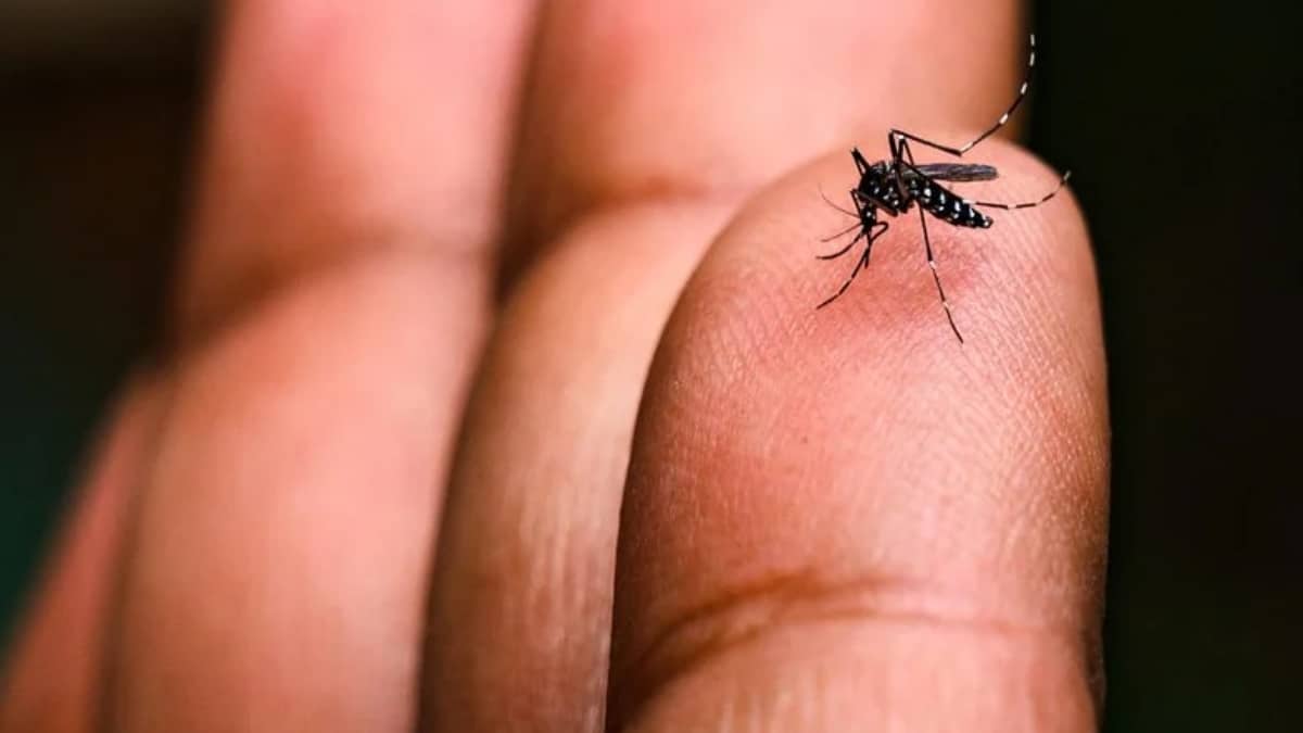 Dengue Risk Emerges at PIMS as Mosquito Larvae Found in Stagnant Water