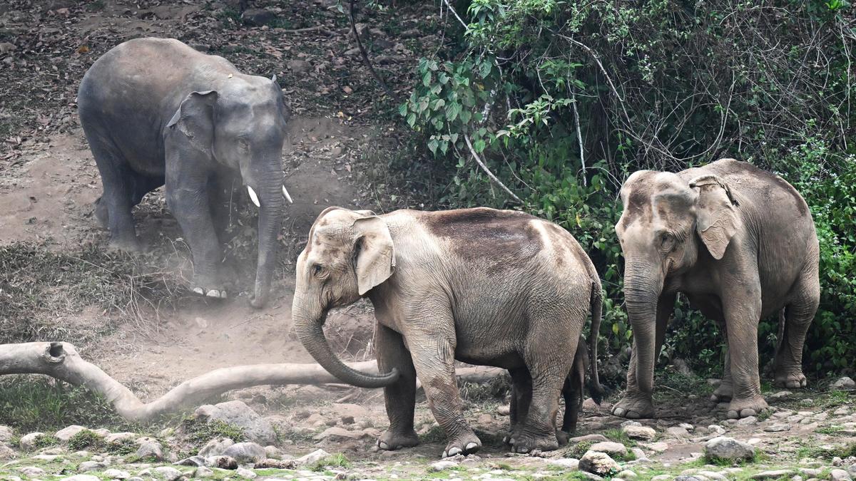 Virajpet: Operation to drive three wild tuskers back into forest to continue