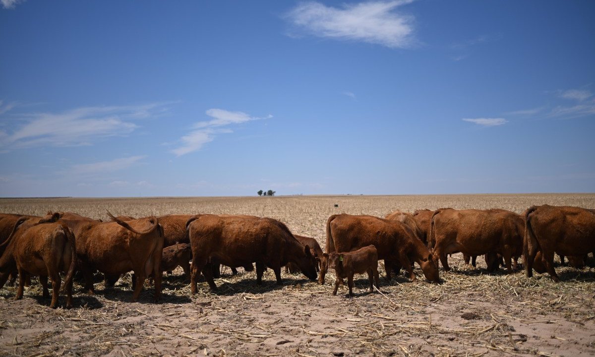 Republicans Have Beef With Donald Trump's New Import Plan