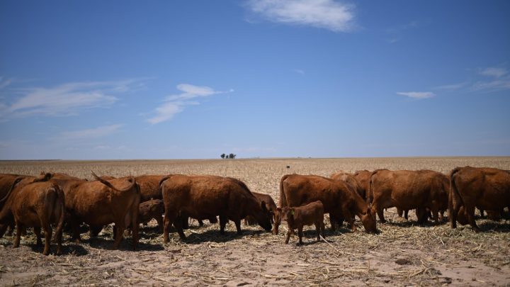 Republicans Have Beef With Donald Trump's New Import Plan