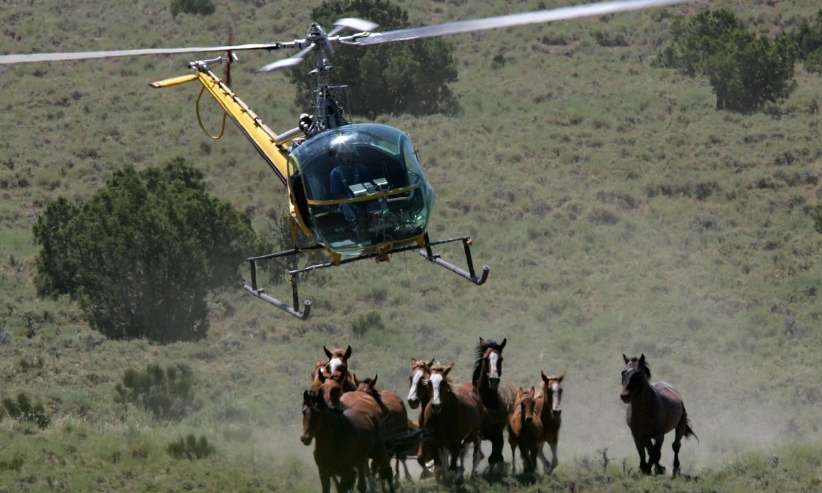 Federal Wild Horse Sales Surge Under Trump Amid Slaughter Concerns