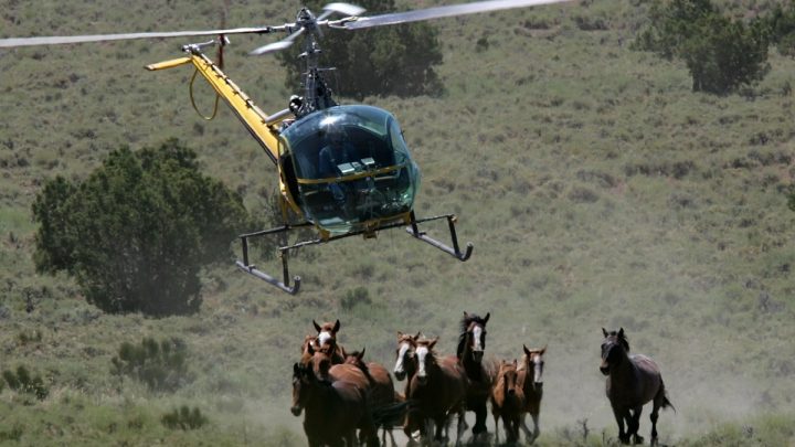 Federal Wild Horse Sales Surge Under Trump Amid Slaughter Concerns