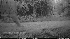 Male tiger photographed at Assam’s Dihing Patkai National Park