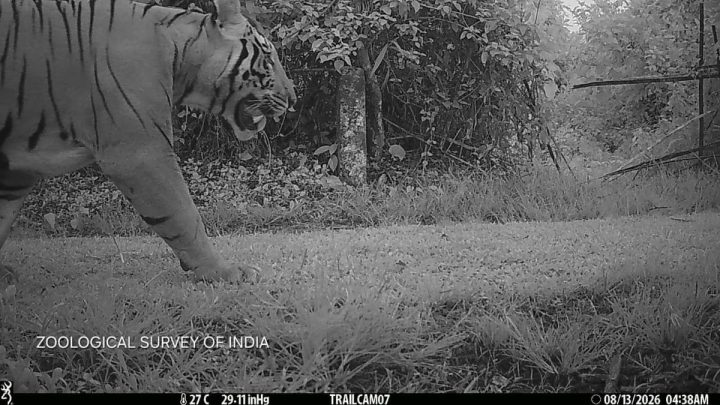 Male tiger photographed at Assam’s Dihing Patkai National Park