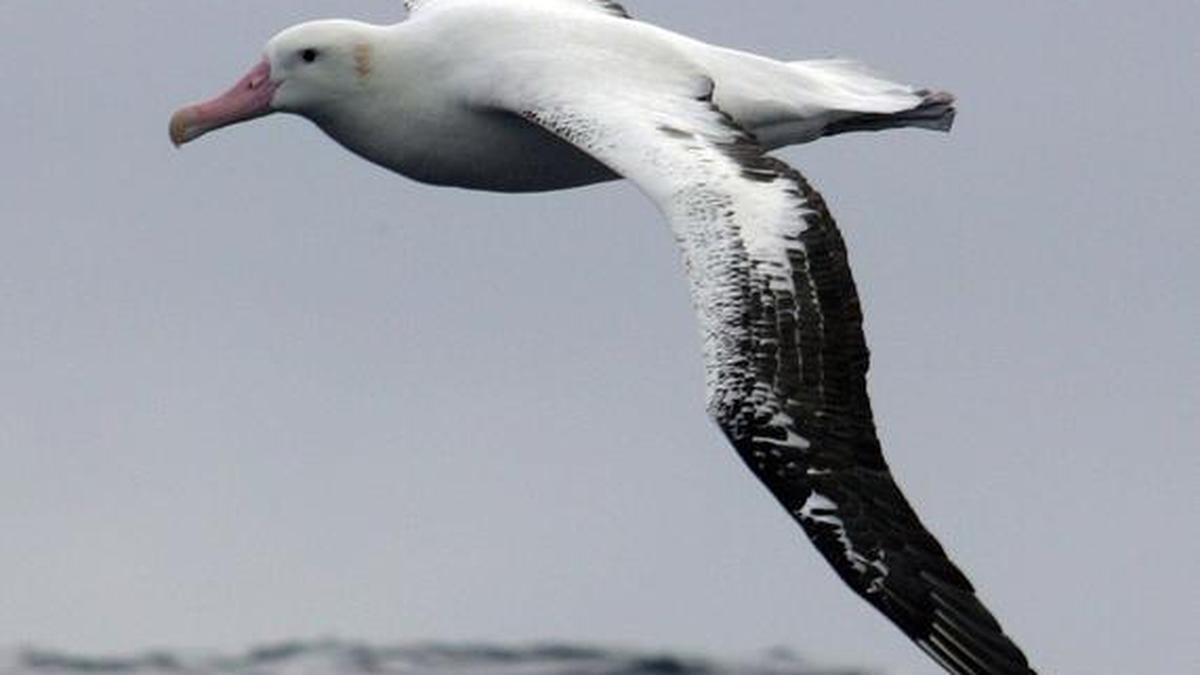 Birds of the high seas