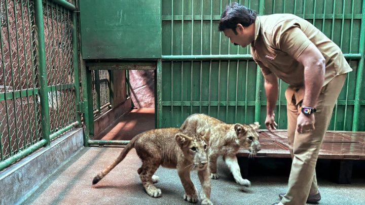Lion cubs at zoo to make their public debut during Onam