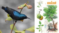 Neha Sinha: How nature writing shows us newer ways of looking at the ecosystem