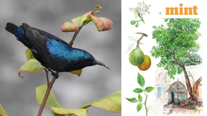 Neha Sinha: How nature writing shows us newer ways of looking at the ecosystem