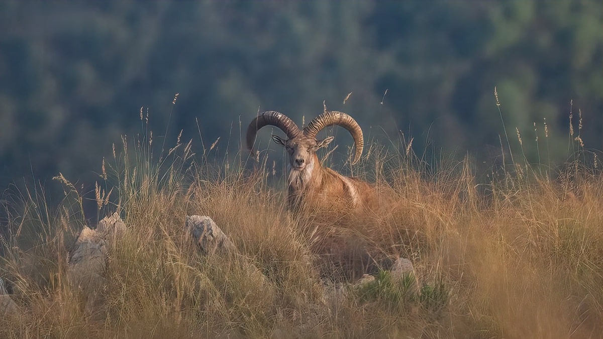 Punjab First Wildlife Survey Reveals Surprising Animal Population Numbers