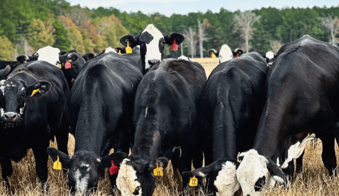 Mississippi Cattlemen, Farm Bureau Federation have beef with Trump