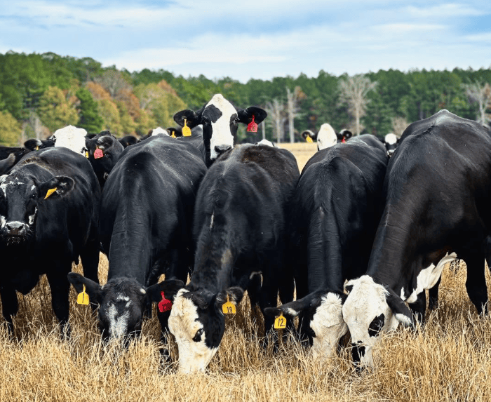 Mississippi Cattlemen, Farm Bureau Federation have beef with Trump
