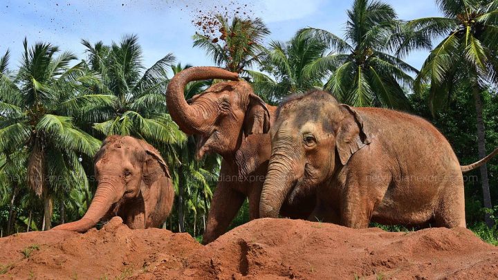 Female elephant calf shows signs of recovery at WTTC
