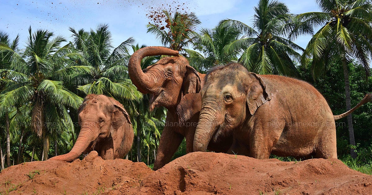 Female elephant calf shows signs of recovery at WTTC